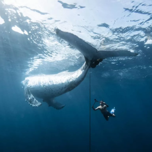 برنده بزرگ امسال تصویر نجات یک نهنگ از زنجیر را نشان می‌دهد.