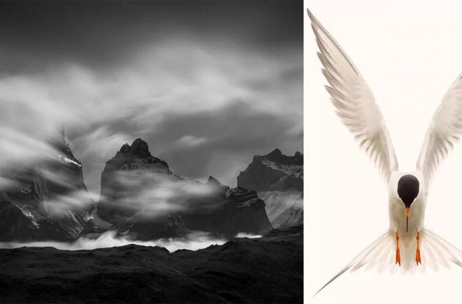 برندگان مسابقه 2026 انجمن عکاسی طبیعت آمریکای شمالی معرفی شدند