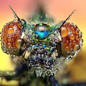 ۵ نکته طلایی عکاسی ماکرو برای ثبت جزئیات شگفت‌انگیز